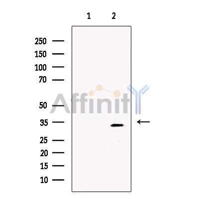 Валидация Affinity DF13366 - 8596