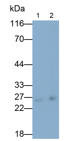 32583