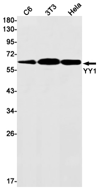 Валидация AssayVector ARM2921(5648)