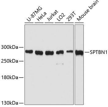 Валидация Elabscience E-AB-63816