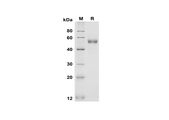 Валидация Elabscience PDMH100334(946)