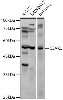 Валидация Elabscience E-AB-93391