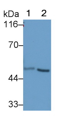 58339