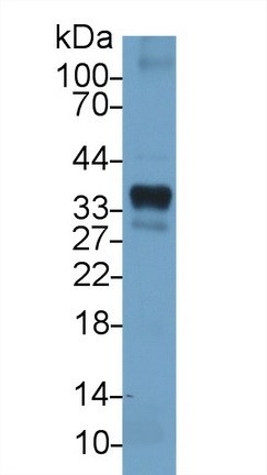 13665
