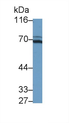 53233
