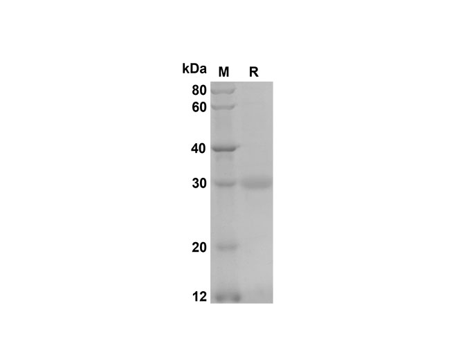 Валидация Elabscience PDEM100170(519)