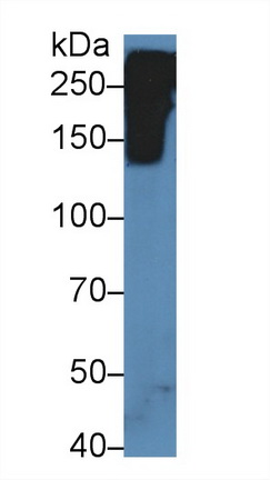 13881