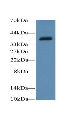 17638