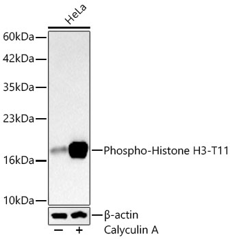 AP1472, вестерн-блоттинг, лизат клеток HeLa (28460)
