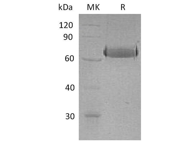 Валидация Elabscience PKSH032009(2573)