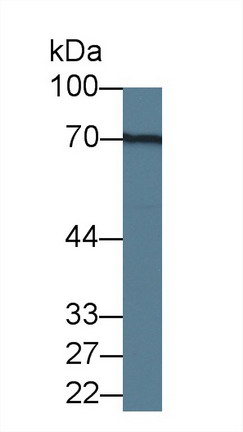 10459