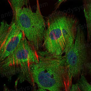 Валидация IF - AntibodySystem RHA51404