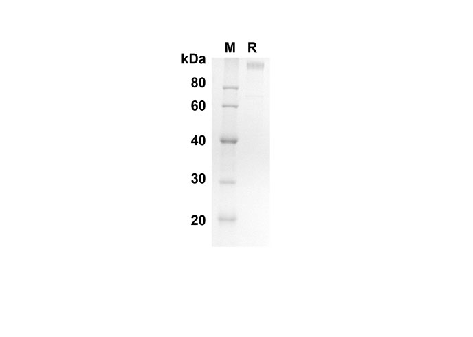 Валидация Elabscience PDMH100224(851)