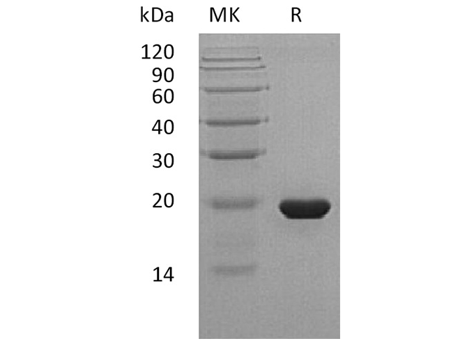 Валидация Elabscience PKSH033518(3820)