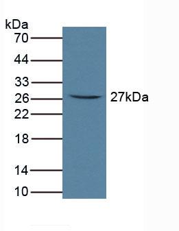 3609