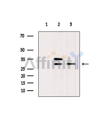 Валидация Affinity DF14834 - 10953