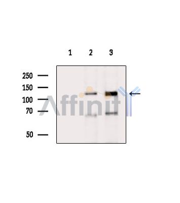 Валидация Affinity DF16075 - 12633