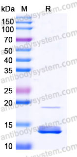 EHB93402, SDS-PAGE