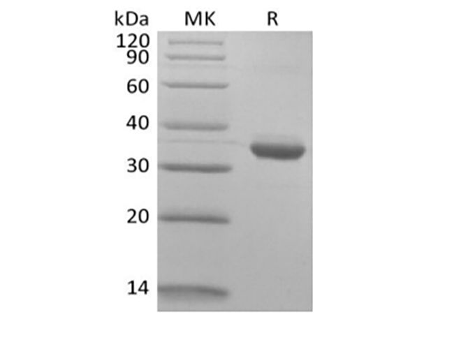 Валидация Elabscience PKSH034027(4257)