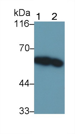 23816