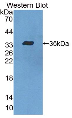 58433