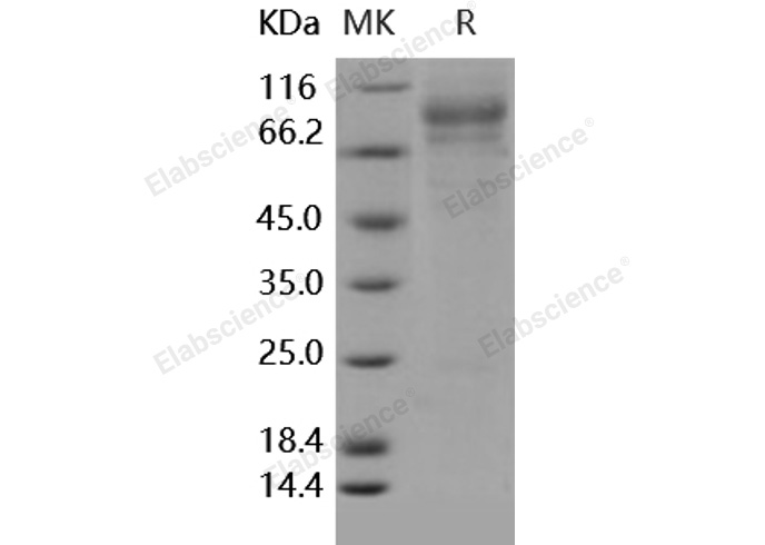 Валидация Elabscience PKSH031672(2320)