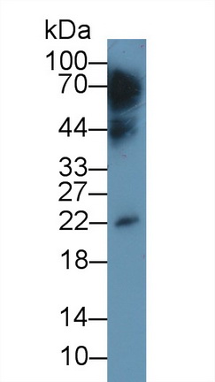 52508