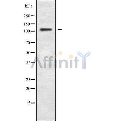 Валидация Affinity DF9296 - 21753