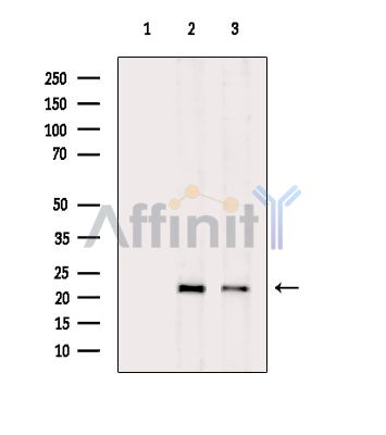Валидация Affinity DF3923 - 15109