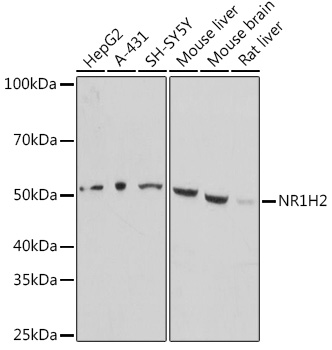 Валидация Elabscience E-AB-91492