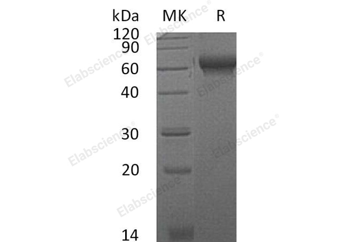 Валидация Elabscience PKSM040985(4922)