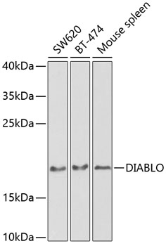 Валидация Elabscience E-AB-60734
