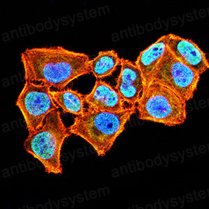 Валидация IF - AntibodySystem RHN99001