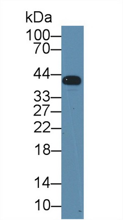 12547
