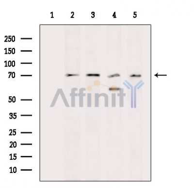 Валидация Affinity DF14833 - 10950
