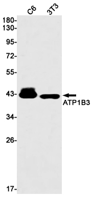Валидация WB - AssayVector ARM1214 (216)