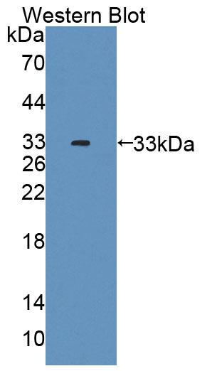 59571