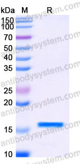 EHB87301, SDS-PAGE