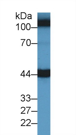 14438