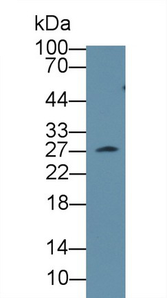 8900
