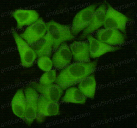 Валидация IF - AntibodySystem RHE64302