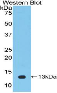 51182