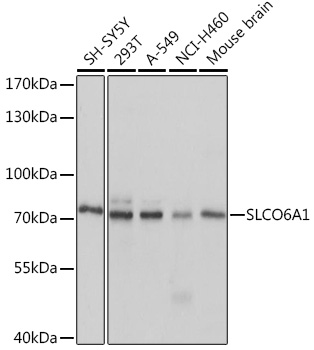 Валидация Elabscience E-AB-91014