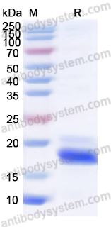 Валидация AntibodySystem YHF47201