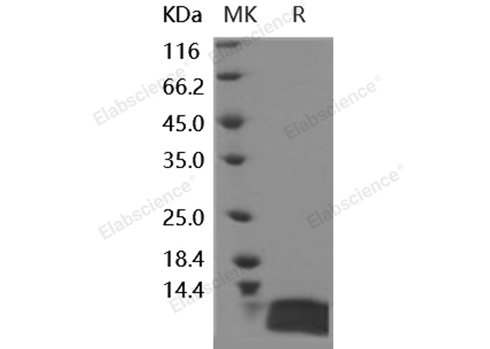 Валидация Elabscience PKSH030277(1225)