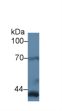 12987