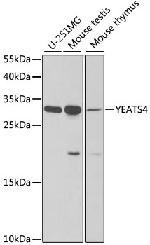Валидация Elabscience E-AB-61884