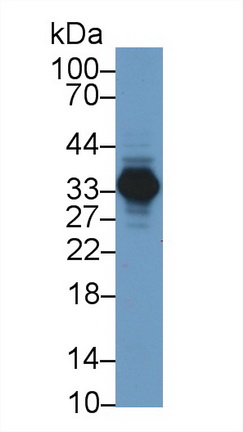 13249