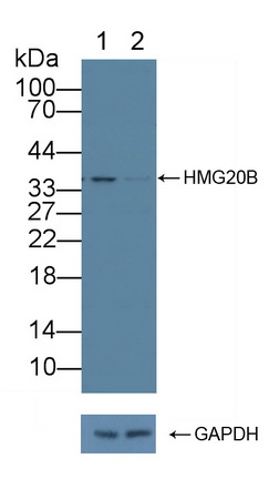 12292