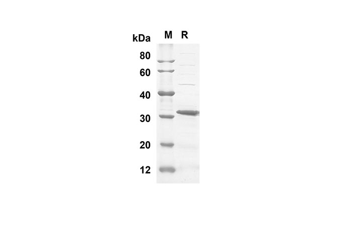 Валидация Elabscience PDEH100497(16)